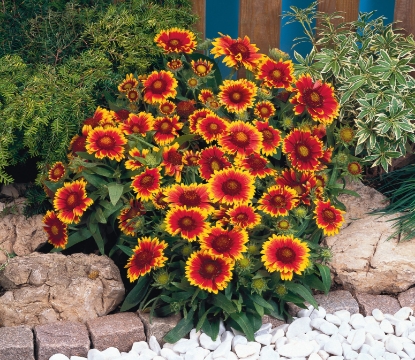 Picture of Gaillardia - Arizona Sun